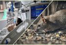 From infection to death: How long hantavirus stays in human body before it kills?